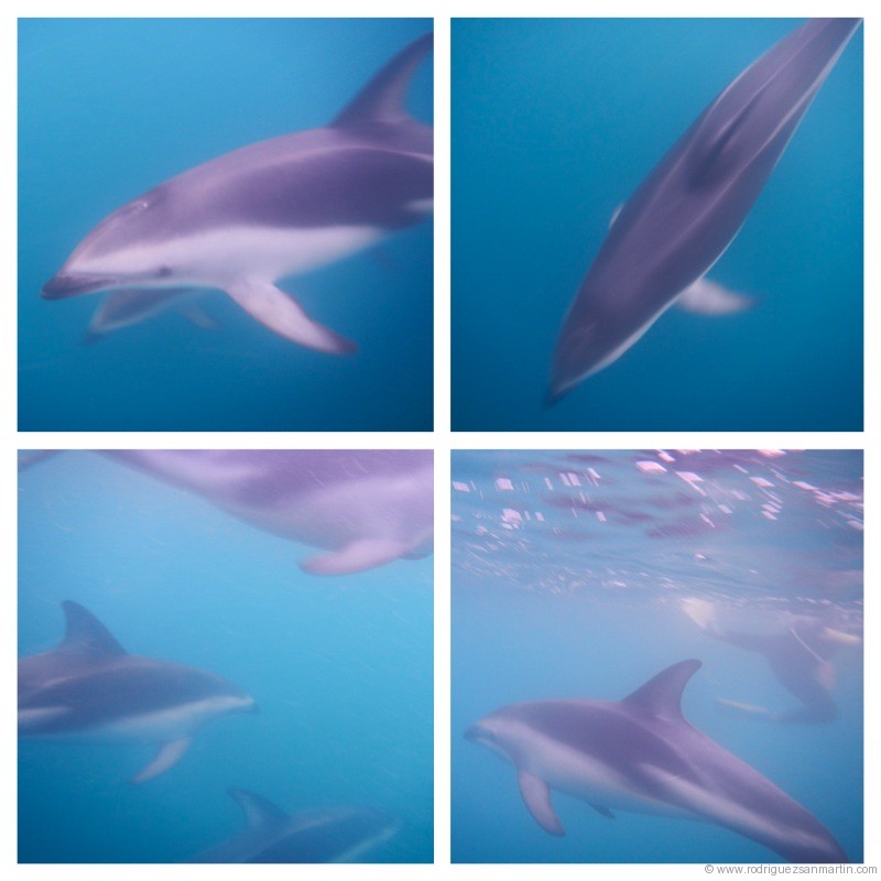 delfines1